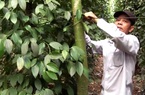 Đồng Nai: Giá tiêu tăng gấp đôi, nông dân dốc sức chăm vườn mong cây tiêu "đẻ" sung mãn như xưa