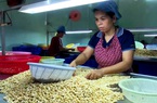 Bình Phước: Xuất khẩu điều nhân tăng mạnh, vì sao doanh nghiệp vẫn không vui?