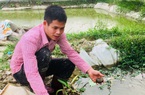 Ninh Bình: Kỹ sư xây dựng cất bằng về quê đào ao chạy quanh những luống rau trái vụ, thu 800 triệu/năm