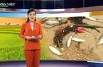 Bản tin Thời sự Dân Việt 10/4: Truy tìm nguyên nhân cá chết hàng loạt ở Thanh Hóa, Nghệ An
