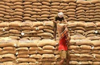 Giá gạo Ấn Độ chạm đáy vì dịch Covid-19