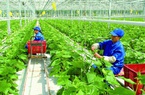 Khơi dậy khát vọng phát triển đất nước: Nông dân, nông thôn có vai trò thế nào?