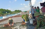 Hải Dương: Cá đặc sản nuôi lồng bè được lên sàn thương mại điện tử như thế nào?