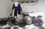 Bình Định: Ngôi làng đặc biệt đàn ông chuyên câu cá ngừ "khủng", sống ở biển nhiều hơn đất liền