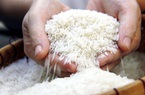 Doanh nghiệp Thụy Điển "lùng" mua gạo Japonica, KDM, và ST 25 của Việt Nam
