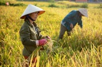 Đề xuất chuyển đổi linh hoạt 300.000ha đất trồng lúa, GS Võ Tòng Xuân: Đừng “bắt” nông dân chỉ trồng lúa 