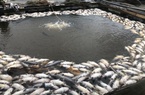 Thái Nguyên: Cá đặc sản nuôi lồng bè chết bất thường hàng chục tấn, mặt nông dân thất thần