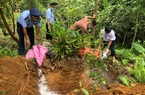 Hà Giang: Trong 1 tháng, tiêu hủy hơn 100 tấn lợn nhiễm dịch tả châu Phi