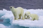 Khủng hoảng năng lượng biến Bắc Cực thành mặt trận mới trong căng thẳng EU - Nga