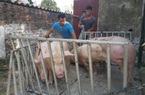 Giá lợn hơi "chạm đáy" sau gần 2 năm, bán 1 con lợn người dân lỗ 2 triệu đồng