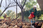 Bắc Kạn: Nuôi gà ri lai theo chuỗi giá trị, con nào cũng "thon thả eo ót", thịt thơm ngon, bán dễ như ăn kẹo
