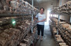 Quảng Nam: Nhờ vốn ưu đãi tiếp sức, nhiều nông dân đã mạnh dạn làm giàu