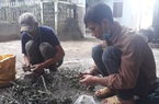 Giá cau tươi tăng cao chưa từng có, nông dân bán cau tươi đắt hơn giá lợn hơi