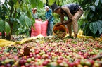 Giá cà phê còn biến động đến mức nào trước thềm vụ thu hoạch mới?