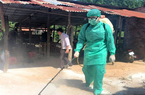 Chưa kịp mừng vì giá heo hơi tăng thì dịch tả heo châu Phi lại xuất hiện