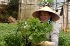 Hạnh phúc và yêu thương ở Giáo xứ Minh Giáo tỉnh Lâm Đồng (bài 1): Gửi tặng vùng dịch hơn 800 tấn rau sạch 