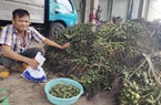 Giá cau tươi mới nhất cao chạm nóc, tại sao Cục Trồng trọt khuyến cáo nông dân không ham trồng nhiều?