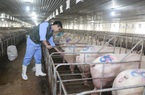 Giá lợn hơi đang tăng, có nên nuôi lợn vào thời điểm này không?