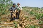 Đang mua của Việt Nam 2 triệu tấn nông sản này, Trung Quốc đột ngột chuyển sang mua của Thái Lan