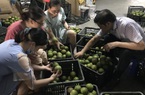 TT-Huế: 100 tấn cam bí đầu ra do dịch Covid-19, Hội Doanh nhân trẻ giúp nông dân tiêu thụ