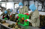 Nông nghiệp giữ vững kỳ tích giữa đại dịch Covid-19 (bài 4): Chủ động thích ứng, doanh nghiệp tăng trưởng ấn tượng