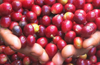 Tốc độ tăng giá cà phê chậm lại, hàng trăm ha cà phê Tây Nguyên thu hoạch không kịp