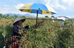 Nông dân lao đao vì giá phân bón tăng kỷ lục, Bộ trưởng Công thương Nguyễn Hồng Diên nói gì? 