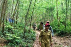 Trồng cây bản địa 'phủ xanh' rừng phòng hộ