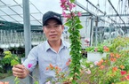 Trồng hoa treo trang trí ban công, có bông nhỏ xíu ngập màu sắc, nông dân Đà Nẵng thu bộn tiền 