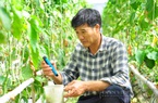 Miền Tây: Nông dân tiết kiệm 50% chi phí thuốc bảo vệ thực vật nhờ "siêu" máy bay không người lái