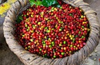 Giá nông sản hôm nay 19/11: Cà phê đảo chiều giảm mạnh; giá tiêu xuất khẩu khởi sắc