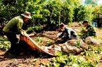 Giá cà phê tăng mạnh, nông dân Tây Nguyên vẫn kêu lỗ "sặc gạch" (Bài 5): Canh tác tốt, lãi 40-50 triệu/ha