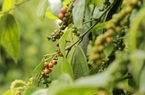 Giá nông sản hôm nay 21/11: Giá tiêu tuần thứ 3 liên tiếp giảm; cà phê Arabica bứt tốc