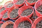 Bến Tre: Giá tôm thương phẩm tăng cao, người nuôi phấn khởi