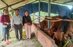 Nhà nông Phú Yên có của ăn của để khi vay vốn nuôi bò, làm chổi đót