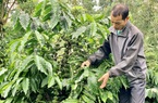 Lạ đời, trồng cà phê kiểu khác người ở tỉnh Đắk Lắk, cỏ dại mọc um tùm trong vườn mà vẫn có thu cao