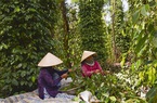 Bình Thuận: Giá tiêu tăng, "nhảy" theo cấp số cộng", nông dân hái mỏi tay vẫn thấy như mình "đang mơ ước"