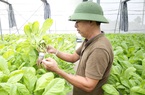 Hà Nội: Trồng rau không cần đất, nuôi lợn sạch, nông dân giàu lên trông thấy