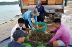 Giá tôm hùm bật tăng 30-35%, tôm hùm bông bán giá cao nhất ở tỉnh Phú Yên hiện nay là bao nhiêu?