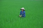Đại biểu Quốc hội đề xuất trao quyền chuyển đổi đất rừng, đất lúa để địa phương chủ động, linh hoạt