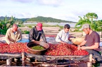 Ở đây giá cà phê năm nay tăng gấp đôi, hái xong vì sao dân phải kỳ công nhặt chọn từng trái chín?