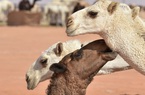 Thật như đùa: Hàng chục lạc đà bị cấm thi hoa hậu vì tiêm botox, căng da mặt, phẫu thuật thẩm mỹ