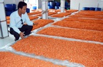 Cà Mau: Đặc sản tôm khô, mắm tôm đắt khách dịp Tết, nông dân quyết giữ giá bình ổn