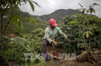Năm 2022 có thể sẽ khó khăn đối với ngành cà phê Brazil