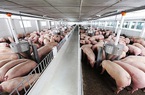 Sắp áp thuế cao đối với thịt lợn, nhập khẩu thịt của Trung Quốc sắp tới sẽ thế nào?