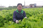 Thái Nguyên: Nhiều người không tin vào mắt mình khi thấy những vườn rau VietGAP tốt ngùn ngụt thế này