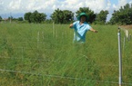 Ninh Thuận: Trên vùng đất khô cằn nông dân vẫn trồng thứ "rau vua" thu tiền tỷ nhờ một "cây đũa thần"