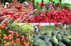 Xuất khẩu rau quả của Việt Nam sang Trung Quốc cuối năm sẽ biến động thế nào?