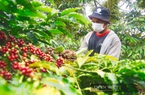 Nỗi buồn "thắt ruột" của cà phê Việt Nam xuất khẩu sang Nga