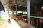 Nuôi bò vỗ béo, con nào cũng to bự, trơn lông đỏ da, nông dân nơi này nhà nào nuôi nhà đó khá giả